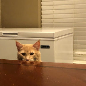 Meet your Posher, Gabriel